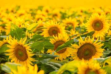 Blooming sunflowers with bright yellow petals and green leaves grow in field. Agriculture in countryside on sunny summer day close view