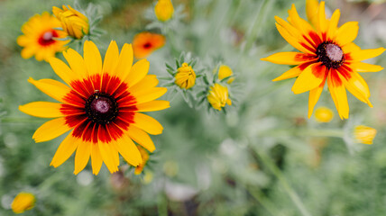 large yellow flower in a meadow 