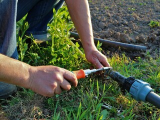 tightening the clamp on a plastic garden irrigation pipe using a screwdriver with a special nozzle, the farmer fixes the clamp on the connection of the pipe and the hose of the irrigation system