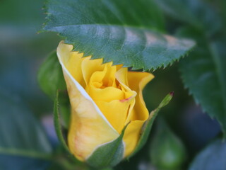 defocused image of a yellow garden rose bud framed by jagged dark green leaves of a bush with blurry outlines, a beautiful blur of a light rose flower in dark foliage