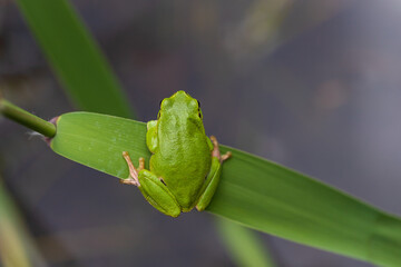 Hyla arborea - Green tree frog on a stalk. The background is green. The photo has a nice bokeh....