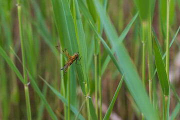 Dragonfly - Odonata with outstretched wings on a blade of grass. In the background is a beautiful bokeh created by an  lens.