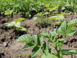 pair of Colorado potato beetles on fresh foliage of potato sprouts on blurred background of plantation with vegetable crops, insect pest problem in nightshade cultivation