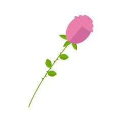 Pink rose on white background for use in clipart