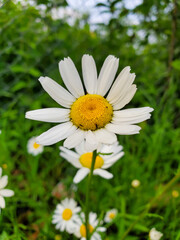 Fototapeta premium daisy in the grass