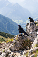 Black birds on the top of Rubihorn