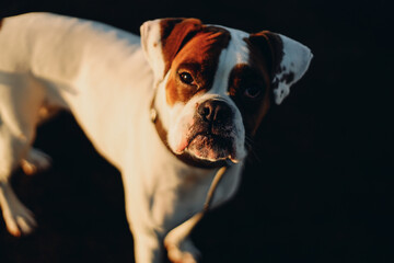 Cute muzzle of a German boxer. Portrait of a white dog with a red muzzle.