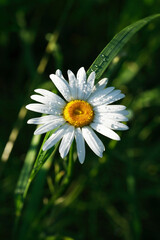 Fototapeta premium Daisy After Rain