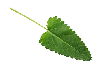 Green Leaf On White