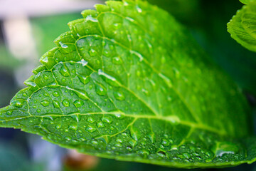 green leaf with water drops