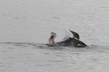Fototapeta premium Pelican