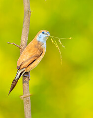 Silver Bill with its food