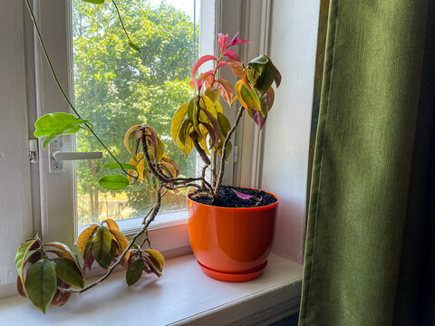 Houseplant Pereskia (Rose Cactus) on the windowsill