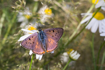 Motyl czerwończyk zamgleniec na rumianku