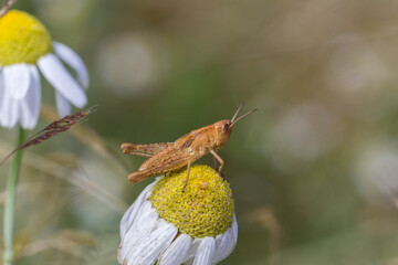 Brązowy konik polny na rumianku © Henryk Guziak
