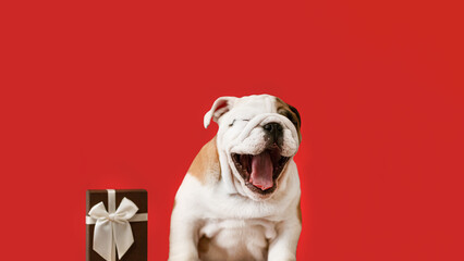 An English bulldog puppy on a red background. A thoroughbred dog and a gift box