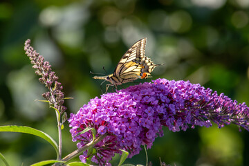 Schwalbenschwanz - Schmetterling auf Flieder