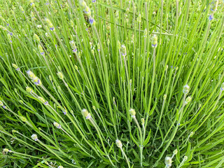 green grass in the wind