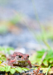 Tiny Common toad