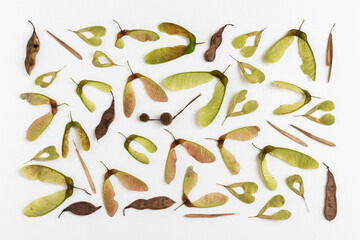 Autumn background from tree seeds. Flat lay.
