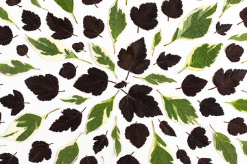 Autumn background from dry leaves. Flat lay.