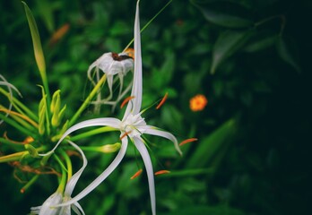 Flower is always a beautiful things 