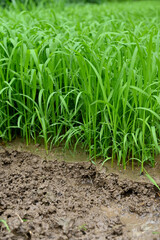 closeup the bunch green ripe paddy plant soil heap and growing in the farm with water drops soft focus natural green brown background.