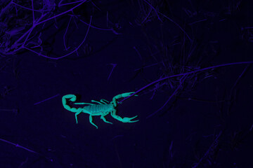 A sand scorpion glowing under an ultraviolet light faces to the right with pincers open waiting to...