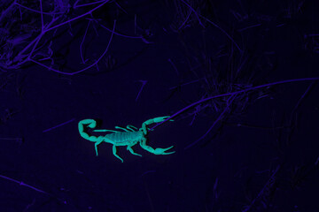 A sand scorpion glowing under an ultraviolet light faces to the right with pincers open waiting to catch it's prey.