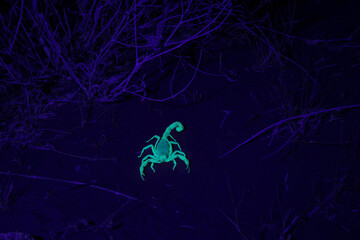 A sand scorpion glowing under an ultraviolet light faces the camera with it's pincers open and tail raised.