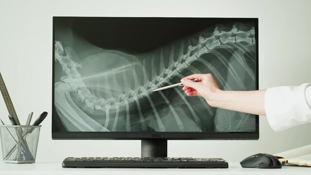 Doctor veterinarian examining horse skeleton roentgen on computer monitor. Woman vet analyzing animal bones x-ray close-up. Healthcare and medicine concept. 
