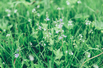 Green grass texture as background. Perspective view and selective focus. artistic abstract spring or summer background with fresh grass as banner or eco wallpaper. Leaves blur effect. Macro nature
