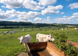 cows graze in green grassy summer landscape near Han sur Lesse and Rochefort in belgian ardennes...