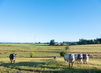 cows stand in green grassy summer landscape near Han sur Lesse and Rochefort in belgian ardennes...