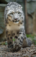 Obraz na płótnie Canvas Snow leopard