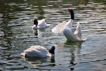 white and black goose swimming in the lake