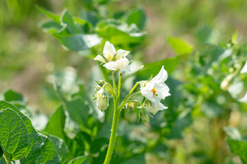 White potato flowers on the agriculture organic farm