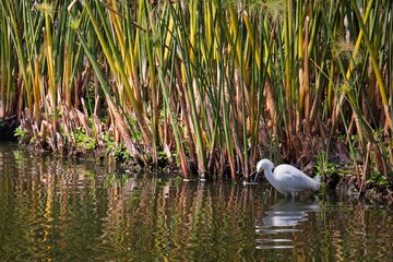 white egret heron in the water
