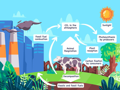 Carbon cycle process illustration of organic and animal decomposition into fossil fuel become emission