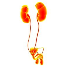 Male Reproductive System Anatomy For Medical Concept 3D Rendering