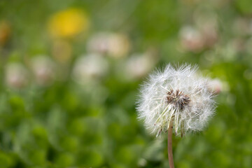 dandelion in the grass