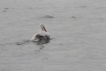 Pelican