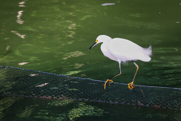 great white egret heron standing on a net