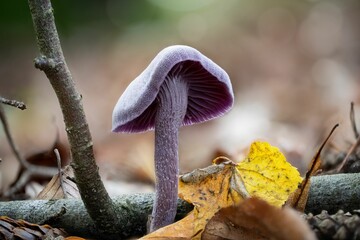 Closeup of Laccaria amethystina, commonly known as the amethyst deceiver.