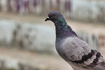 close up of a pigeon