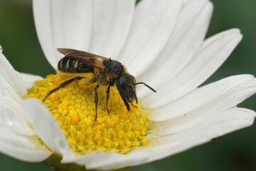 Detailed closeup on furrow bee , Lasiolgossum zonulum, sitting o