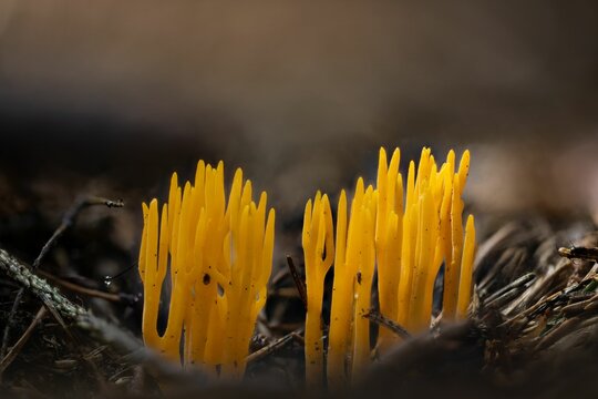 Closeup of Calocera viscosa, commonly known as the yellow stagshorn.
