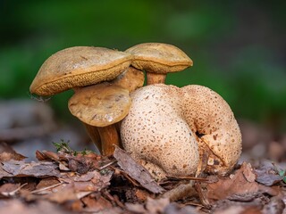 Group of parasitic bolete mushrooms growing on an earthball