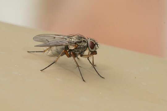 Closeup on a fly species, Phaonia fuscata in the garden 