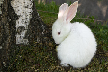 a small white hare is sitting under a birch tree. long rabbit ears. wildlife